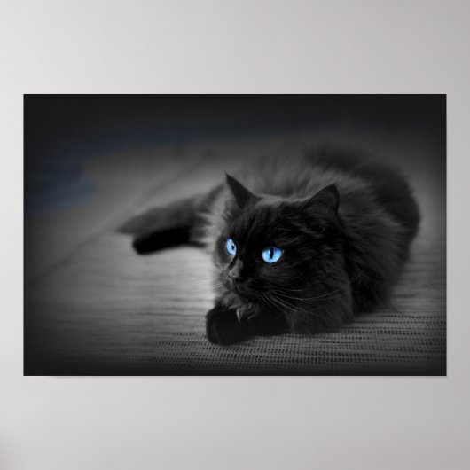 Yeux Bleu Minuit — Affiche d'Art Mural Chat Noir (Devant)