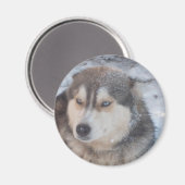 Yeux bleus Husky Magnet (Recto/Verso)