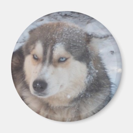 Yeux bleus Husky Magnet (Devant)