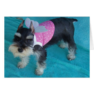 Yeux d'ange de Schnauzer