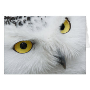 Yeux de Chouette des neiges