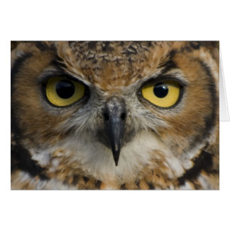 Yeux de hibou
