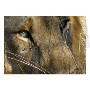Yeux de lion (de clubs de lions) (Phinda, Afrique