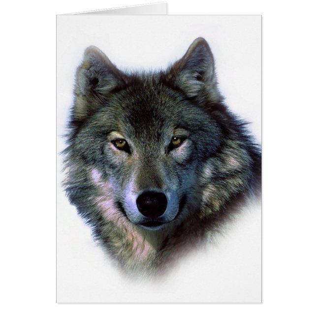 Yeux de loup gris (Devant)