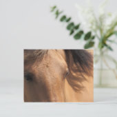 Yeux d'une carte postale Cheval Brown (Debout devant)