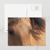 Yeux d'une carte postale Cheval Brown (Devant / Derrière)