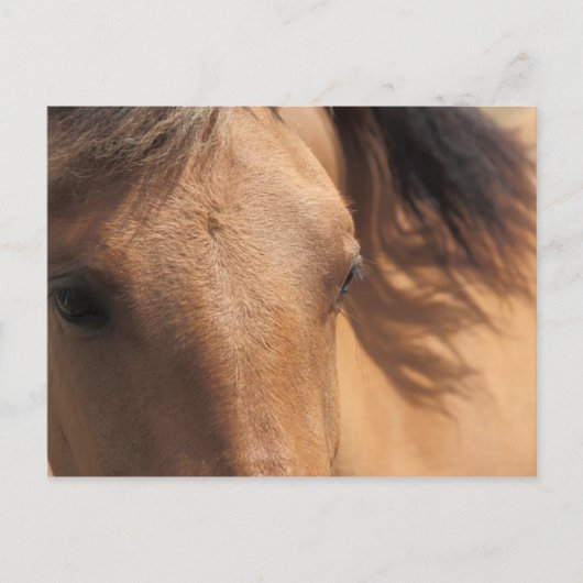 Yeux d'une carte postale Cheval Brown (Devant)