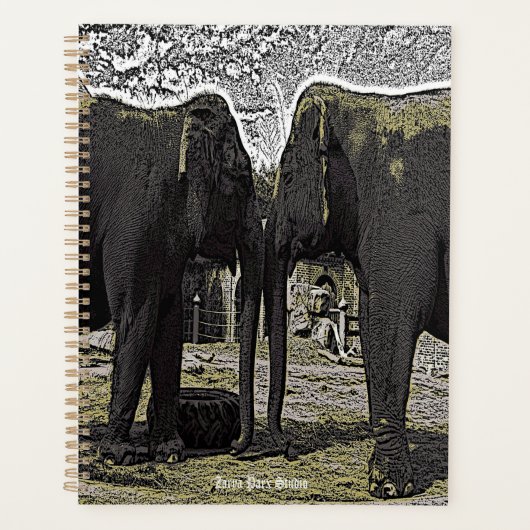Yeux éléphants (Devant)
