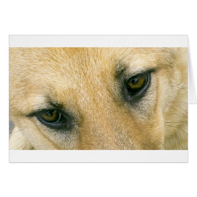 yeux noirs et crème allemands (Devant horizontal)