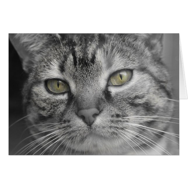 Yeux verts (Devant horizontal)