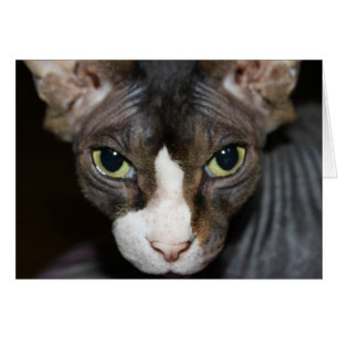 Yeux vous regardant !