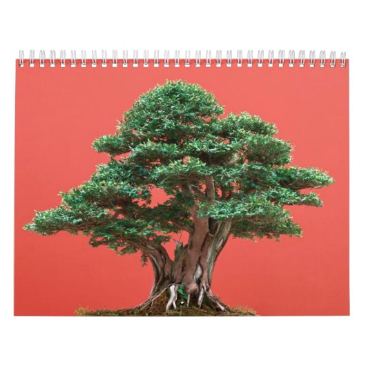 Yew bonsai kalender (Hoes)