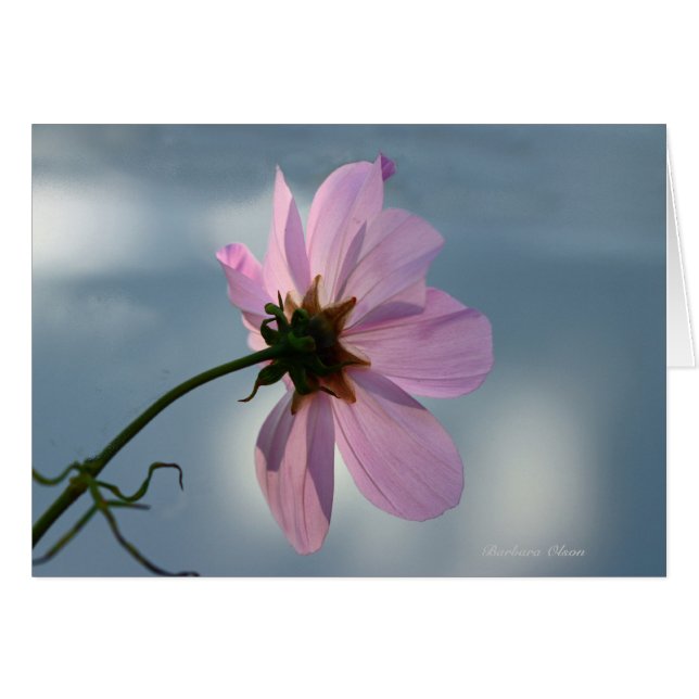 Yielto Nature : Cosmos (Devant horizontal)