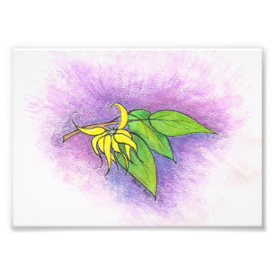 Ylang Ylang Illustratie Foto afdrukken Afdruk