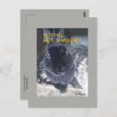 Yo Phil, Obtenu Ombre - Carte Postale (Devant / Derrière)