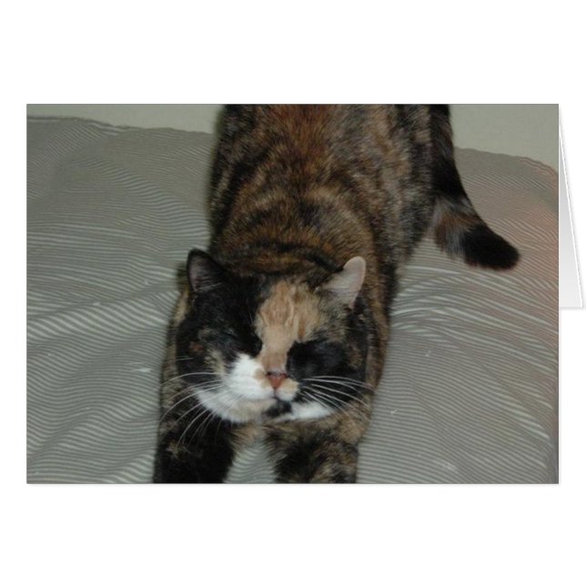 Yoga Calico Cat (Voorkant Horizontaal)