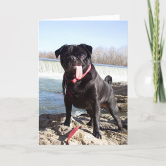 Yogi de Pug Wenskaart - Gefeliciteerd Kaart