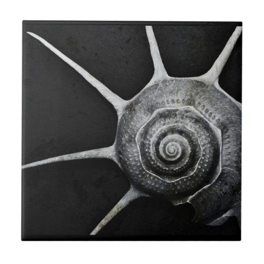 Yoka Shell Tile Tegeltje (Voorkant)