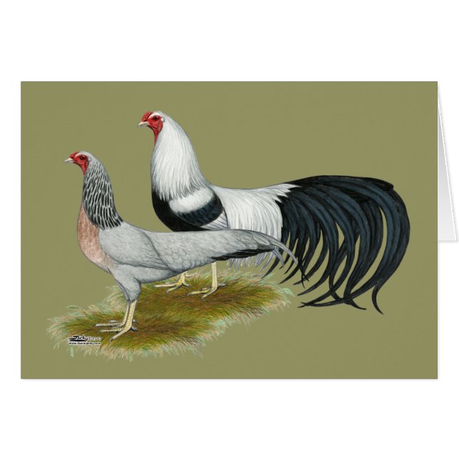 Yokohama : Paire de caniche d'argent (Devant horizontal)