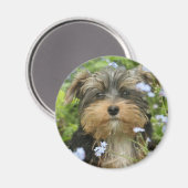 York Terrier Magnet Magneet (Voorkant / Achterkant)