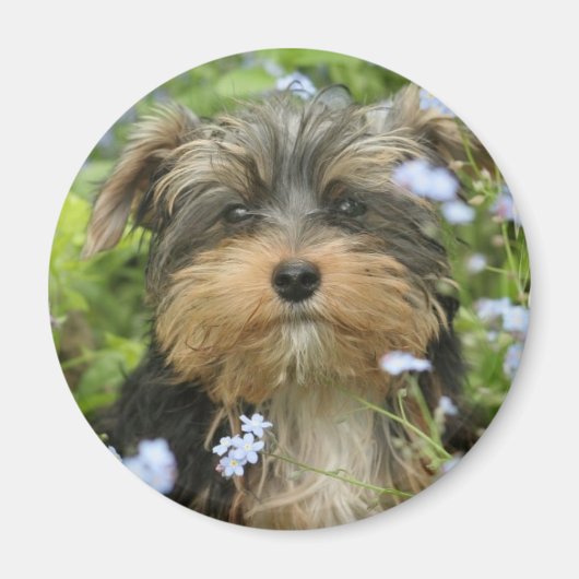 York Terrier Magnet Magneet (Voorkant)