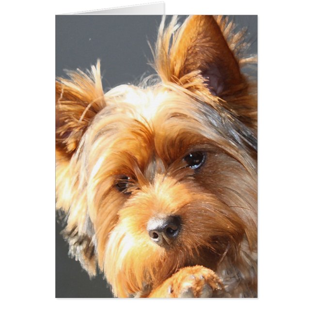 yorkie (Devant)