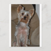 Yorkie Briefkaart (Voorkant)