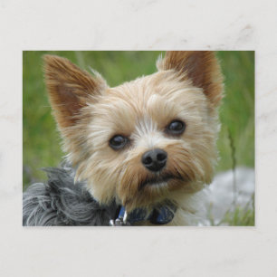 Yorkie Briefkaart