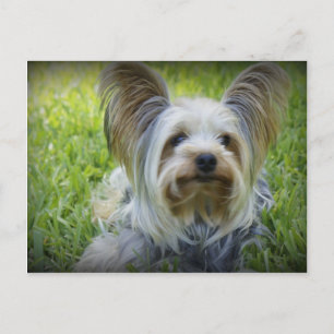 Yorkie Briefkaart