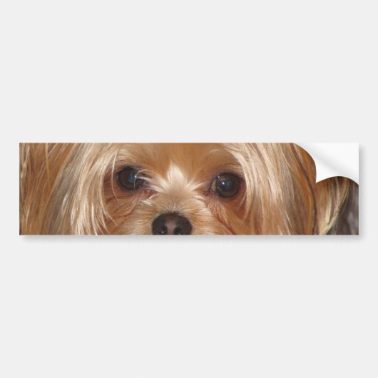 Yorkie Bumpersticker (Voorkant)