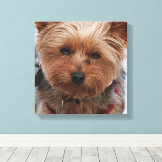Yorkie Canvas Print (Insitu (Houten vloer))