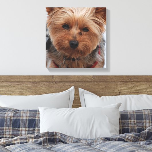Yorkie Canvas Print (Insitu (Slaapkamer))