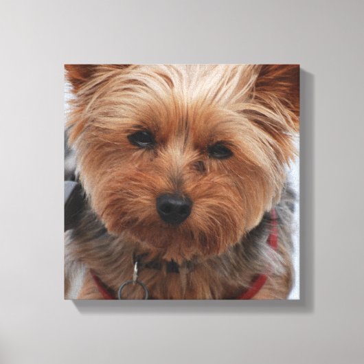 Yorkie Canvas Print (Voorkant)