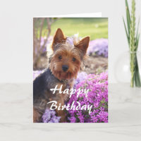 Yorkie Happy Birthday