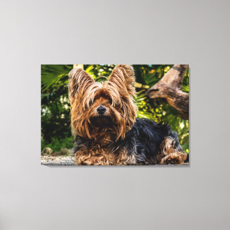 Yorkie hondendoek canvas afdruk