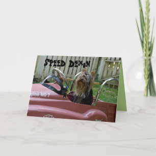 Yorkie in Car Birthday Kaart
