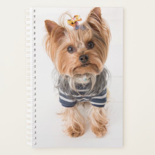yorkie in sweber (Devant)