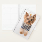 yorkie in sweber (Devant avec enveloppe)
