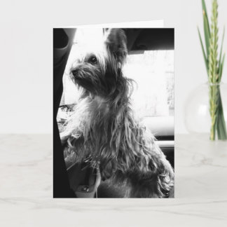 Yorkie Kaart