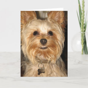 yorkie kaart