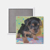 Yorkie Magnet (Recto/Verso)