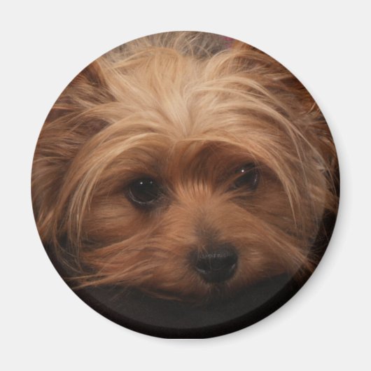 Yorkie Magnet (Devant)