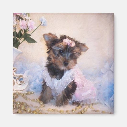 Yorkie Magnet (Devant)