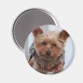 Yorkie Magnet (Recto/Verso)