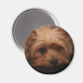 Yorkie Magnet Magneet (Voorkant / Achterkant)