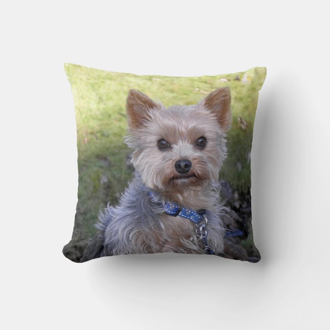 Yorkie met blauwe kraag kussen (Voorkant)