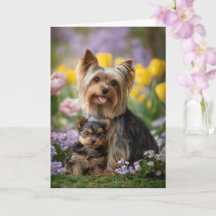 Yorkie Moeder Moederdag Liefde