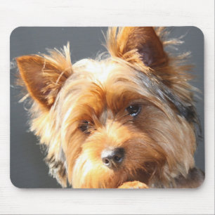 yorkie muismat