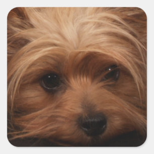 Yorkie of je Dog Afbeelding Vierkante Sticker