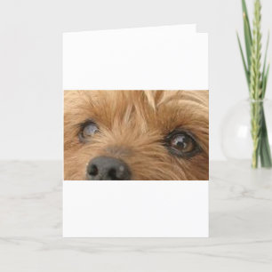 yorkie ogen kaart